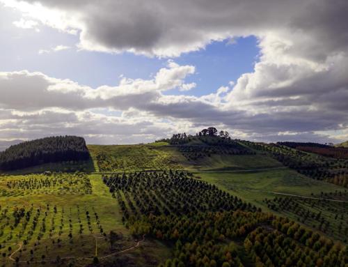 National Arboretum Aerial Montage